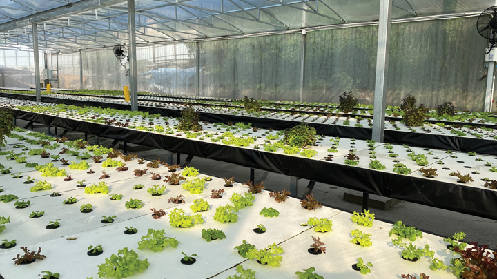 全港首個結合太陽能與水耕的「香港水耕科技園光農技術合作中心」。
